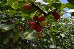 Commiphora edulis edulis