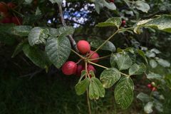 Commiphora edulis edulis