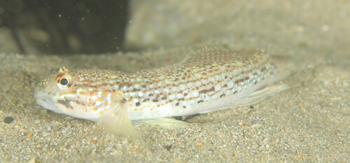 Istigobius hoesei observed 2026-05-06