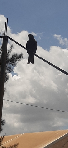 Yellow-billed Kite