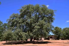 Sclerocarya birrea caffra