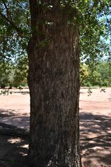 Sclerocarya birrea caffra