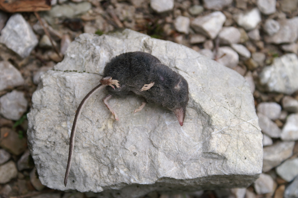 Alpine Shrew