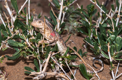 Phrynocephalus versicolor