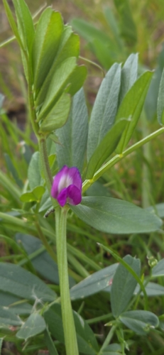 Common Vetch