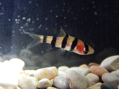 Desmopuntius johorensis