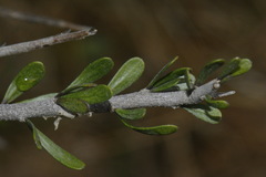 Melicytus