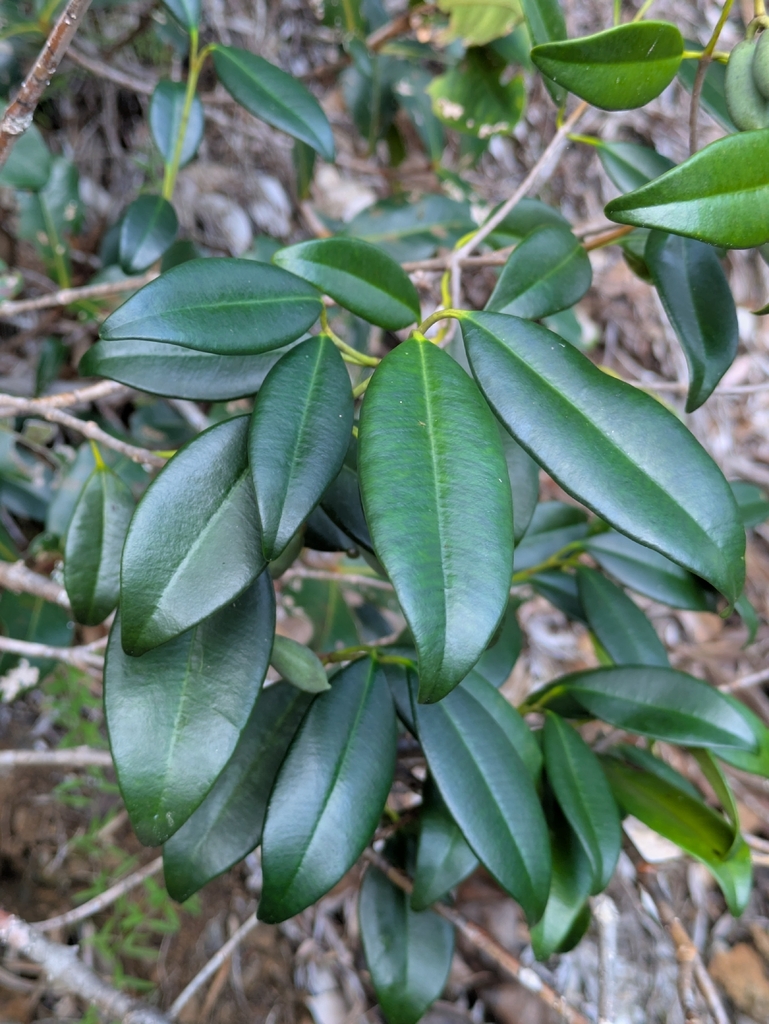 Alyxia rubricaulis