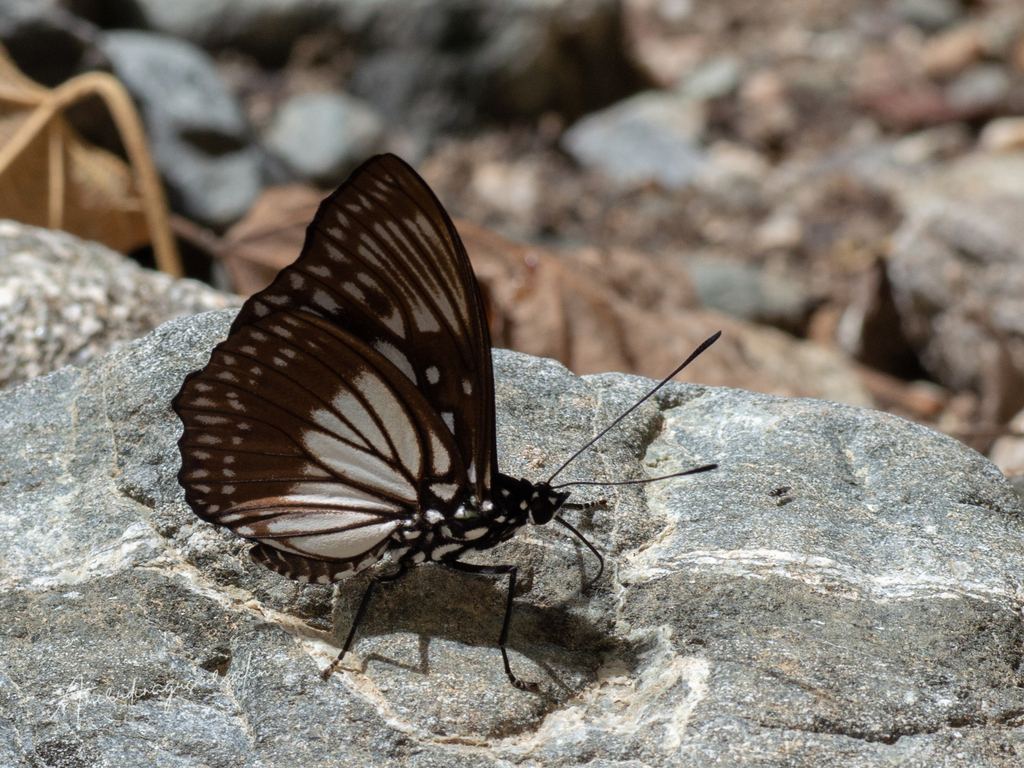 Euripus robustus (Euripus robustus)