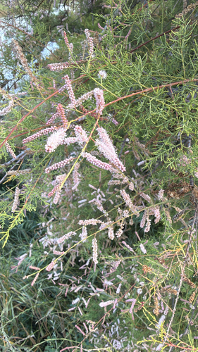 Tamarix gallica