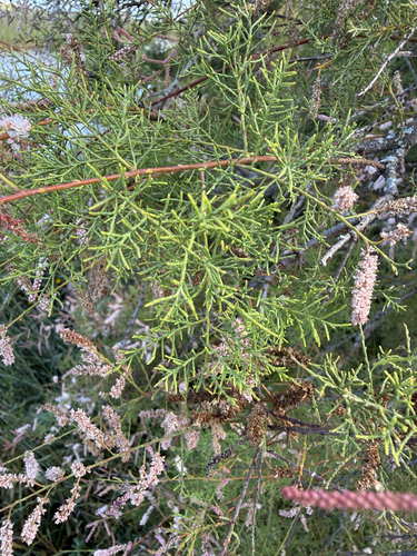 Tamarix gallica