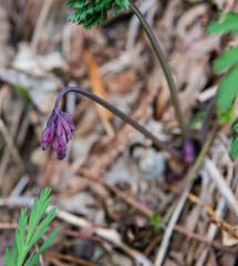 Dicentra formosa