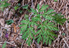 Dicentra formosa