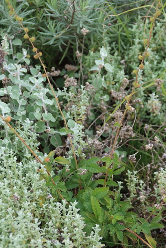 Agrimonia bracteata, photograph 6