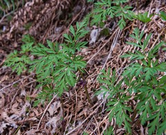Dicentra formosa