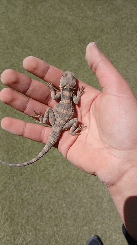 Egyptian Rock Agama