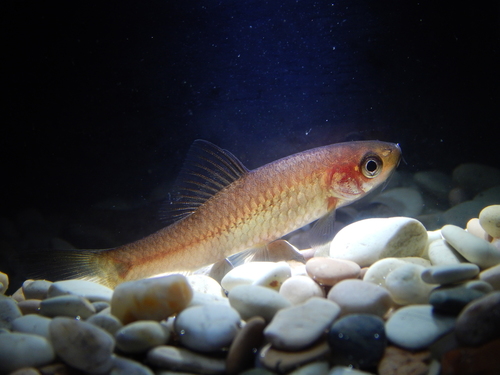 Spotted bonylip barb (Osteochilus spilurus) — Cyprinidae — 5