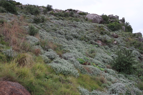 Helichrysum petiolare