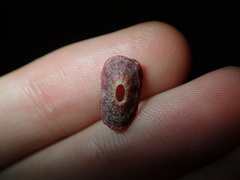 Amblychilepas nigrita