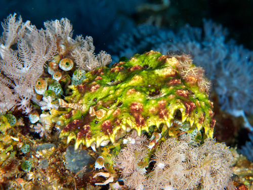 Miamira miamirana