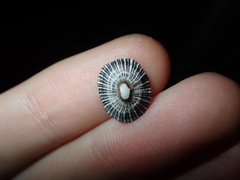 Siphonaria funiculata