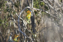 Castilleja wightii