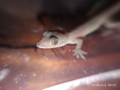Hemidactylus frenatus