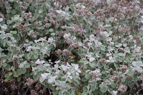 Helichrysum petiolare
