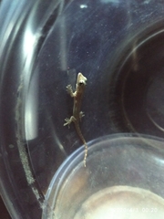 Hemidactylus frenatus