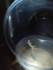 Hemidactylus frenatus