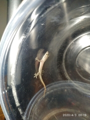 Hemidactylus frenatus