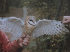 Tyto alba guttata