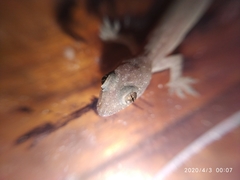 Hemidactylus frenatus