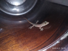 Hemidactylus frenatus