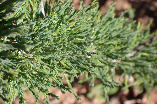 Asparagus capensis, photograph 5