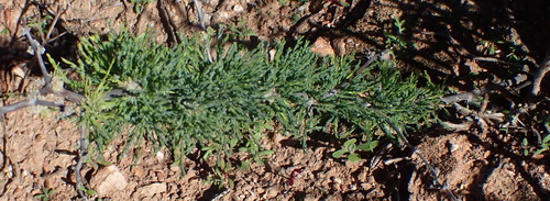 Asparagus capensis, photograph 4