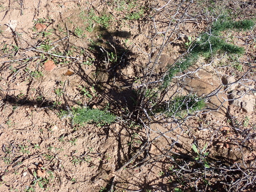Asparagus capensis, photograph 6