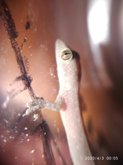 Hemidactylus frenatus