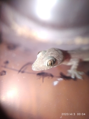Hemidactylus frenatus
