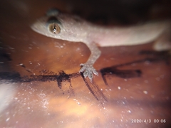 Hemidactylus frenatus