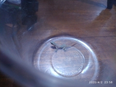 Hemidactylus frenatus