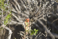 Castilleja wightii