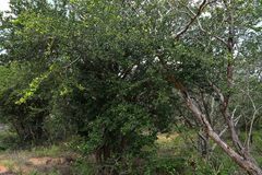 Cleistanthus schlechteri