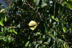 Combretum patelliforme