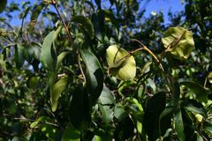 Combretum patelliforme