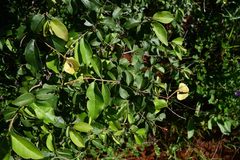 Combretum patelliforme