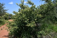 Combretum patelliforme