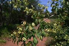 Combretum patelliforme