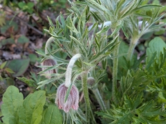 Pulsatilla cernua, photograph (c) plant 0302, some rights reserved (CC BY)