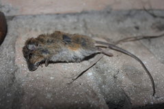 Reithrodontomys fulvescens